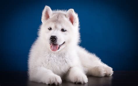 Картинка Хаски щенки Собаки белая Животные 3840x2400