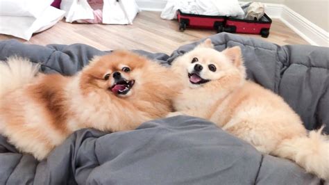Pomeranians Fighting Over Silly Stuffs Cute And Funny Dogs Playing