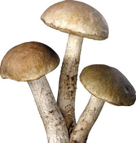 Collection Of Fungi Png Hd Pluspng