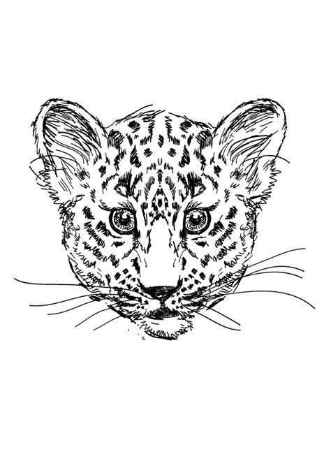 30 Leopard Malvorlage Jodas40