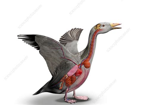 Goose Anatomy - Anatomy Drawing Diagram
