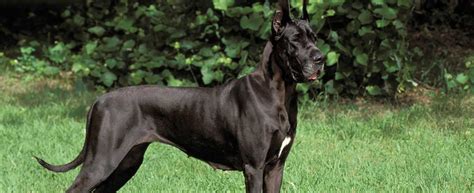 Great Dane Dog Breed Profile Petfinder