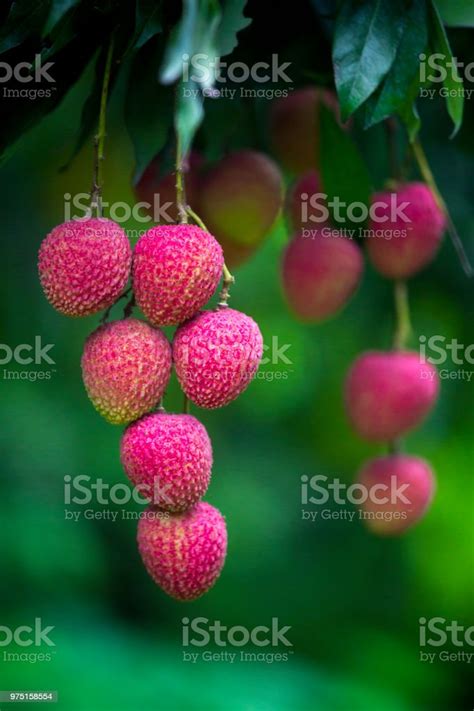 Lychee Fruit Harvesting At Rooppur Ishwardi Bangladesh Stock Photo