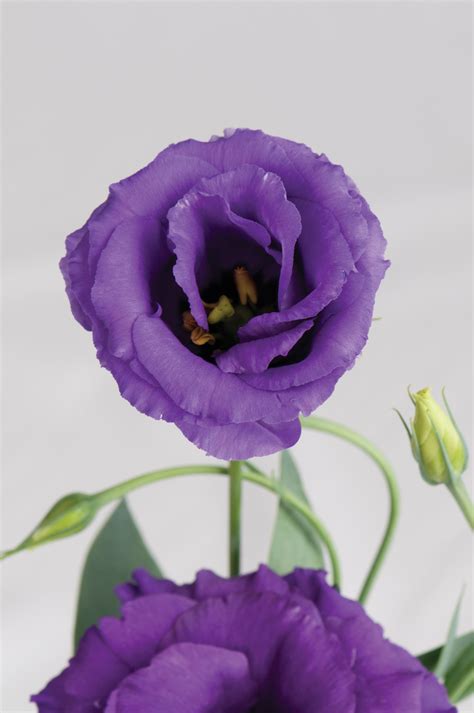 how to start lisianthus from seed archives henry homeyer