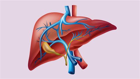 Liver Elevated Liver Enzymes Biopsy Procedures Damage Reversal