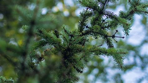1920x1080 Wallpaper Green Pine Leaf During Daytime Peakpx