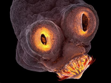 These Award Winning Microscope Photos Reveal A Bizarre Universe Just