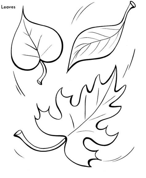 Pics Photos - Great Fall Leaves Coloring Page