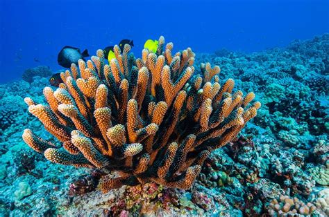 How Sunscreen Is Damaging Coral Reefs Coral Reef Hard Coral Coral