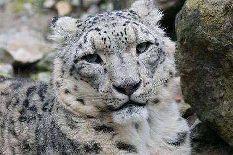 Hd Wallpaper Albino Leopard Snow Leopard Male Cat Mammal Dormant