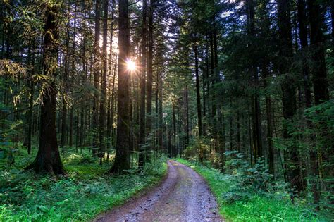 Dirt Road Through A Forest Hd Wallpaper Background Image 2300x1533