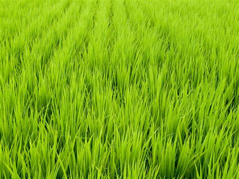 Rice Fields Free Photo Download Freeimages