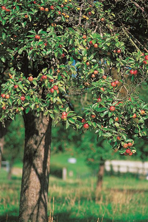 Apple tree pictures gallery has many great beautiful photos of the apple fruit tree. Calvados: The Apple of a Bartender's Eye