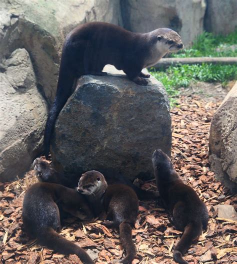 Visitors Can Now See The Milwaukee County Zoos River Otter Pups