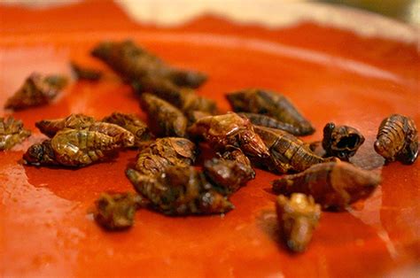 Gastrogonzo Catar Insectos Y Descubrir Que Están Ricos El