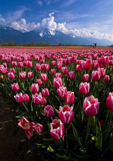 40 Fascinating Tulip Field Pictures Never To Be Missed