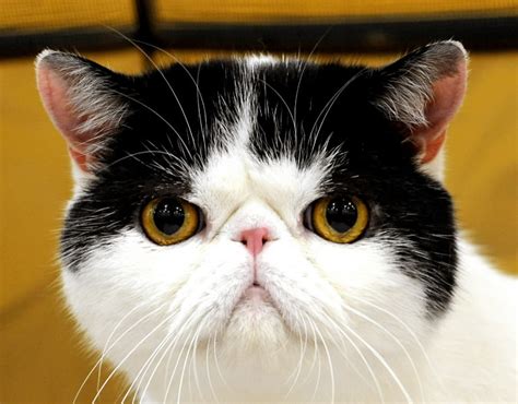 Easily search all of craiglist: Owners show off cats, kittens in Palmer Township pet ...