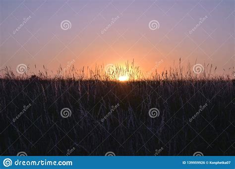Sunset In The Field In Lilac Shades Stock Photo Image Of Orange