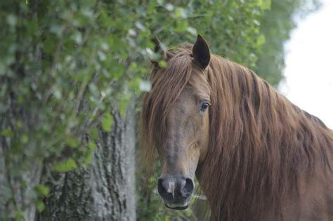 Lusitano Horse The Horse Breeds Of Cavalia Horse Breeds Horses