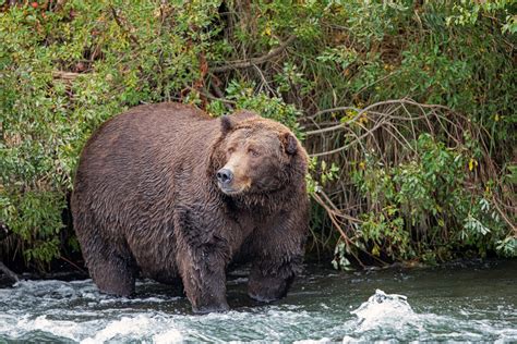 Bears Bear Safety Tips Be Bear Aware Campaign Missoula Mt Facts