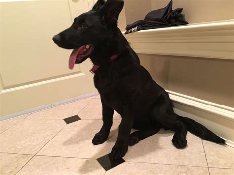5 Months Old Male Purebred Black German Shepherd For Sale For Sale