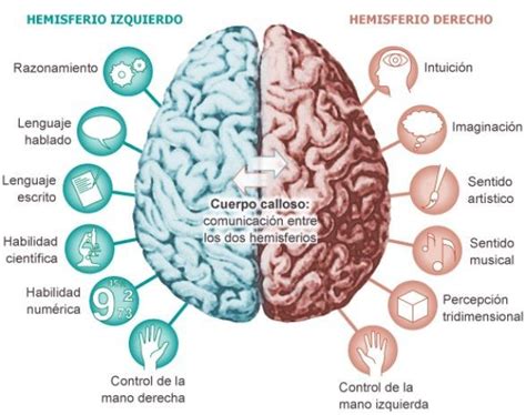 Estructura Del Hemisferio Cerebral Izquierdo 2021 Idea E Inspiración