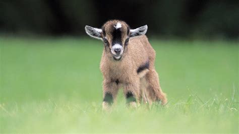 Baby Goat Desktop Wallpapers Top Free Baby Goat Desktop Backgrounds