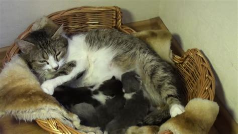 Cat Feeding Kittens Stock Footage Video 3664244 Shutterstock