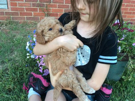 Cavapoo cute puppies paisley dogs animals animales animaux pet dogs doggies. PAISLEY's puppy, Lilou at 5 weeks old - Cimarron Frontier