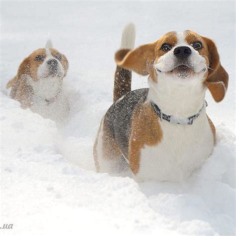 14 Funny Photos Of Beagles That Will Make You Smile Petpress