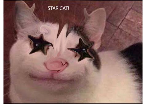 Make This Cursed Star Cat A Meme Even If It Is Not Cursed Rcursedimages