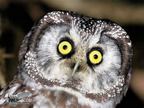 Boreal Owl Aegolius Funereus