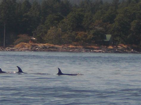 3 Orcas Whale Watching Trip To Galliano Island British Columbia