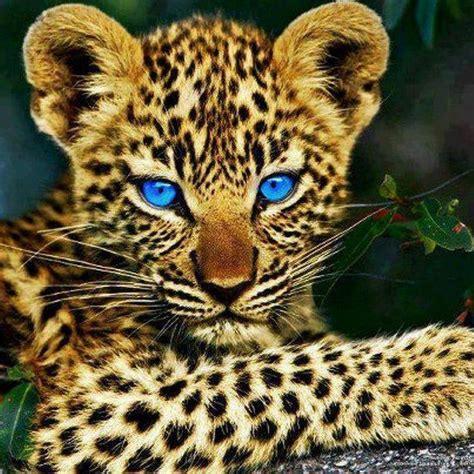 El Tigre De Sus Ojos Son Preciosos Miradas Mas Que Mil Palabras