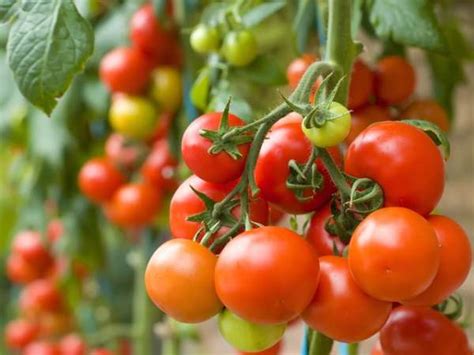 14 Best Tomato Varieties To Grow