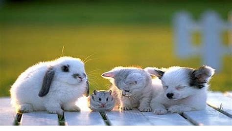 Pin On Cute Animals