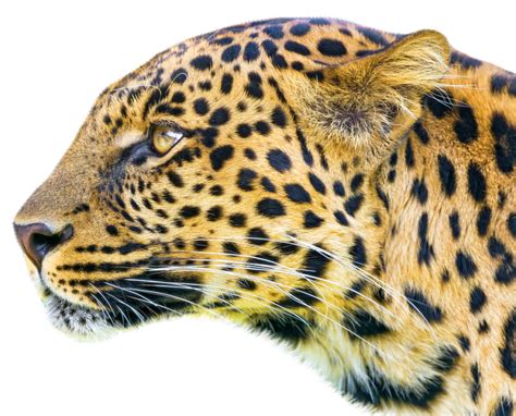 Leopard Png Image Purepng Free Transparent Cc0 Png Image Library