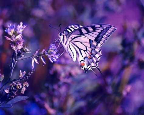 1280x1024 Beautiful Butterfly Desktop Pc And Mac Wallpaper