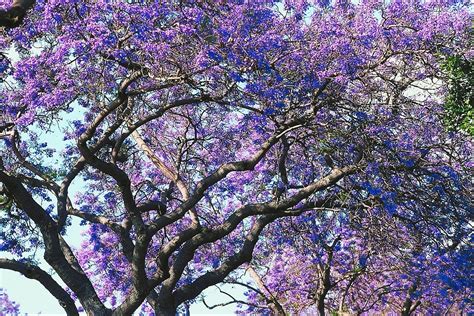 What kind of bush has purple flowers. What Types of Trees Have Purple Flowers? | Home Guides ...