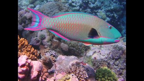 Cozumel Mexico Dive Parrot Fish Palancar Reef Youtube
