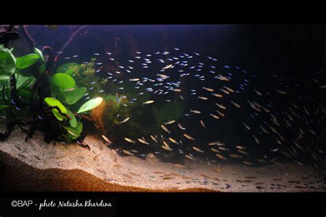 134th place in biotope aquarium design contest 2018. Blackwater biotope aquarium from Rio Jufaris, upper Rio ...