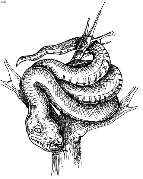 Corn snake coloring pages, hd png download is a hd free transparent png image, which is classified into null. Coloring Pages: Snakes Coloring Pages Free and Printable