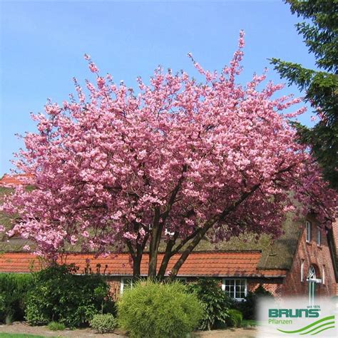 Kwanzan Cherry Blossom Tree Bare Root At Their Maturity A Kwanzan