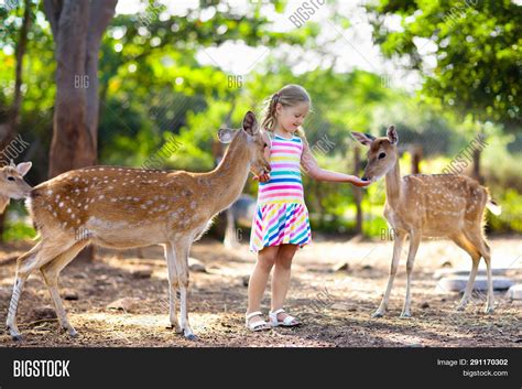 Child Feeding Wild Image And Photo Free Trial Bigstock