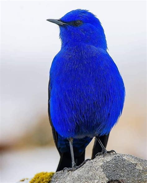 Pin By Meryem Kaya On Muhteşem Canlılar Beautiful Birds Wild Birds Most Beautiful Birds