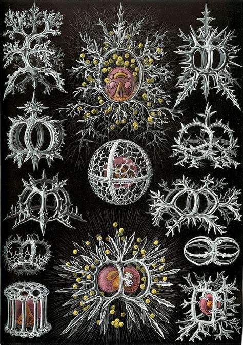 These Microscopic Findings Were Beautifully Illustrated By Ernst