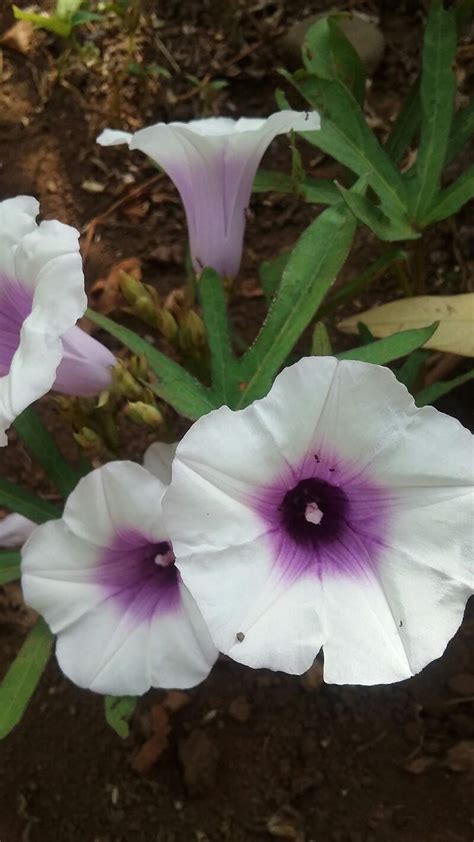 Tanaman Ubi Muntul Ternyata Memiliki Bunga Yang Indah Warna Putih