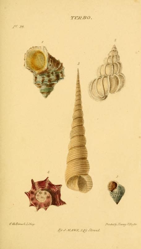 1823 Mawes Conchology By John Mawe Via Biodiversity Heritage