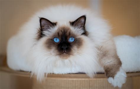 Обои кошка кот взгляд поза размытие лежит голубые глаза мордашка