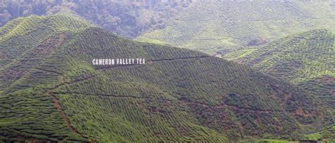 Contact cameron highlands park on messenger. Cameron Highlands - Tour zu den Teeplantagen